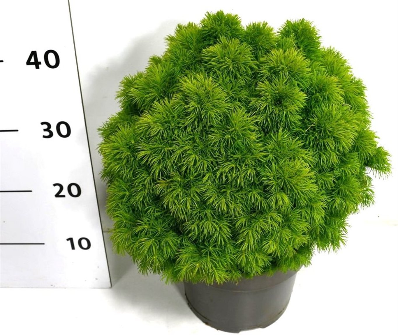 Picea gl. 'Alberta Globe' - C5 25-30 CM